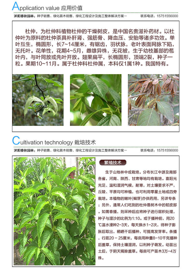 杜仲種子應(yīng)用價(jià)值及種植技術(shù)