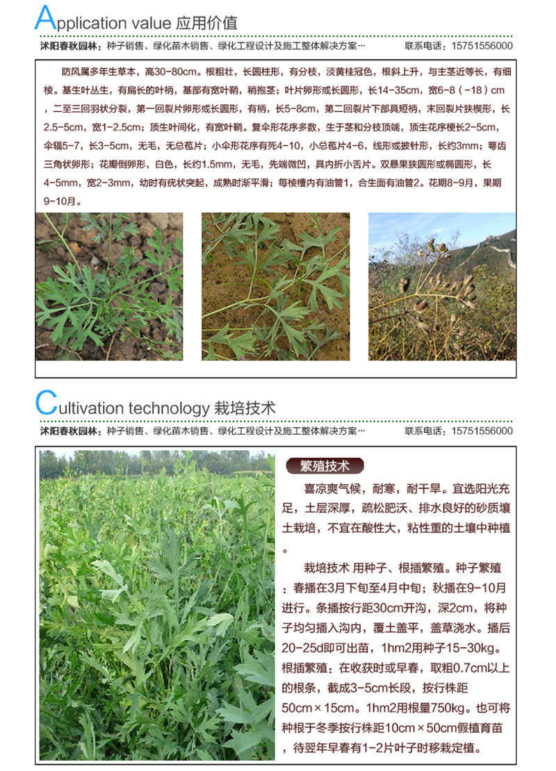 防風(fēng)籽種子應(yīng)用價(jià)值及種植技術(shù)