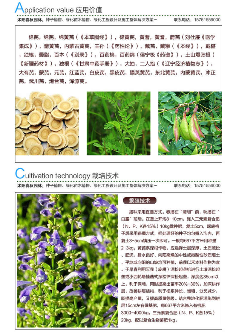 黃芪種子應(yīng)用價值及種植技術(shù)