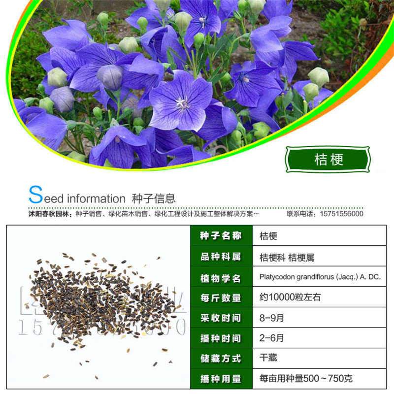 桔梗種子基本信息