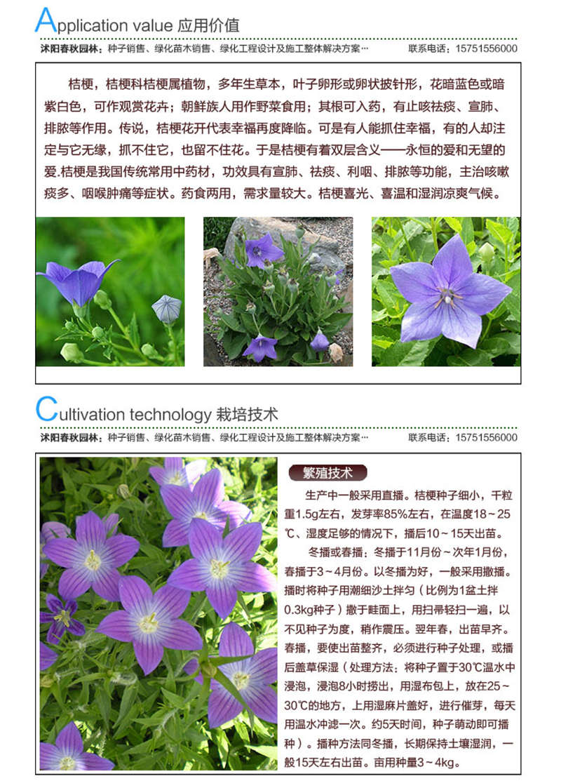 桔梗種子應用價值及種植技術