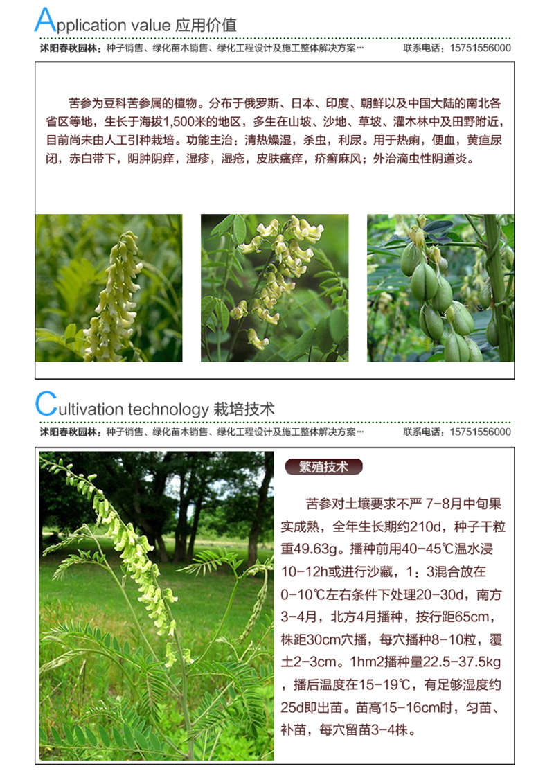 苦參種子應用價值及種植技術