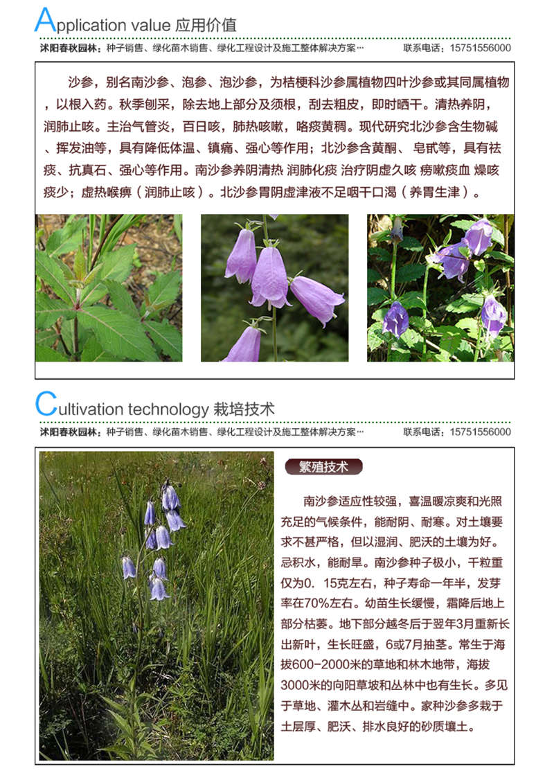 南沙參種子應用價值及種植技術