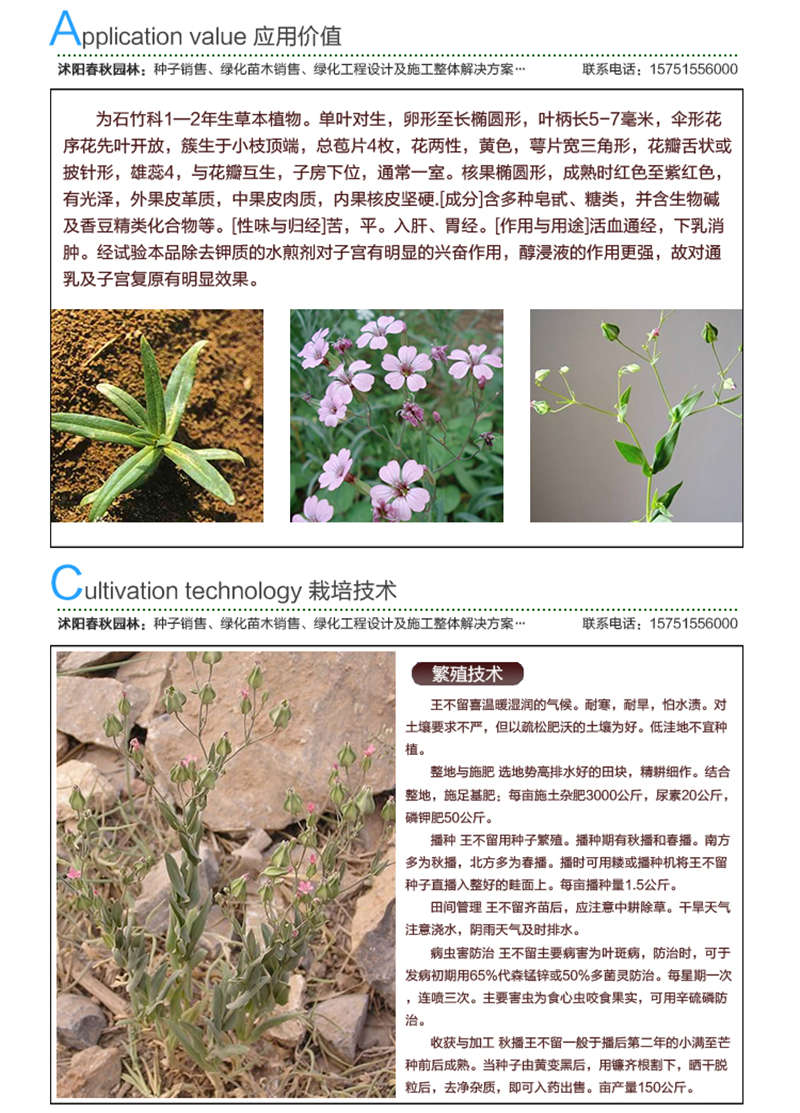 王不留種子應(yīng)用價(jià)值及種植技術(shù)