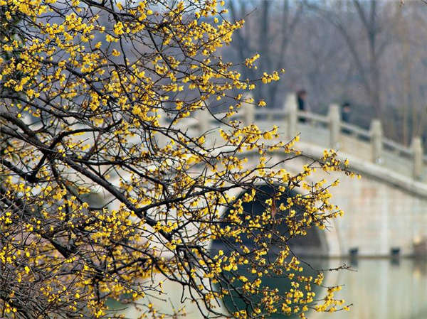 蠟梅產(chǎn)地價(jià)格