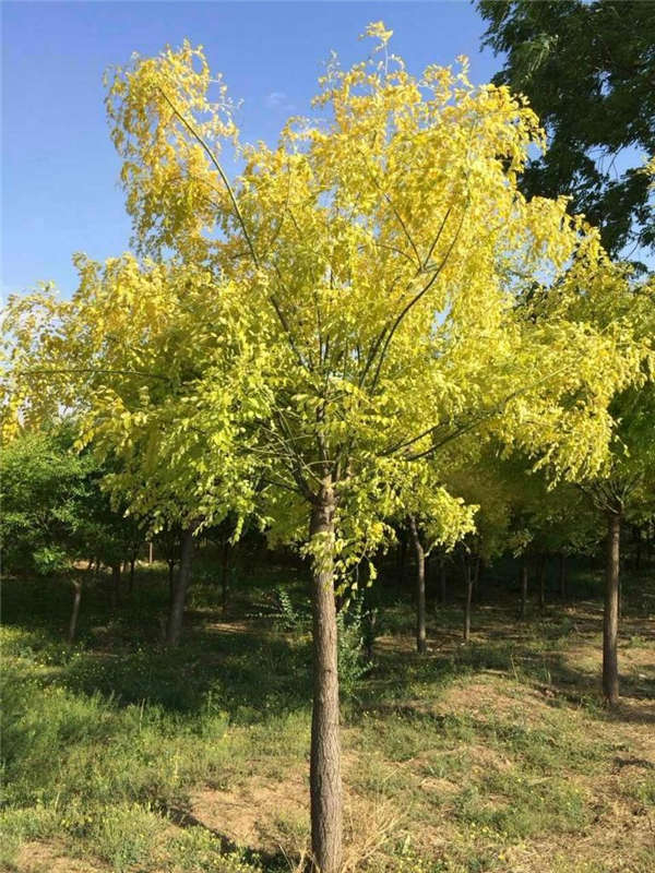 國槐產(chǎn)地價格