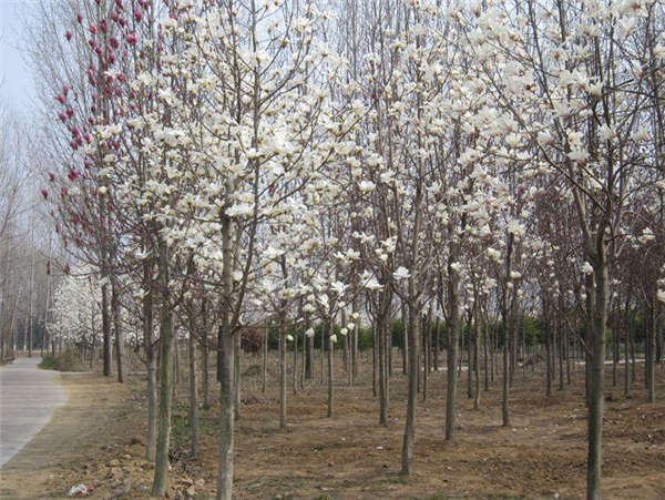 白玉蘭產(chǎn)地價(jià)格