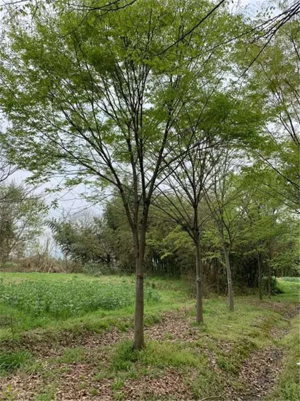 櫸樹產(chǎn)地價格
