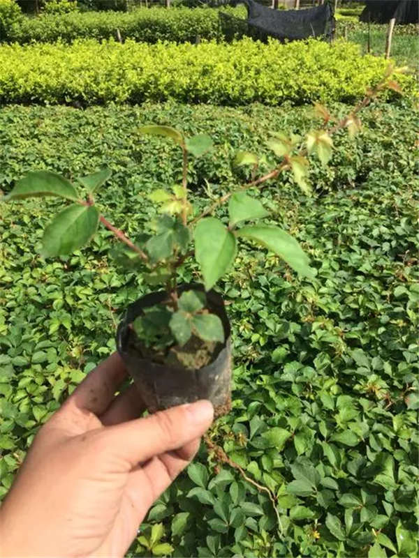 爬山虎基本信息