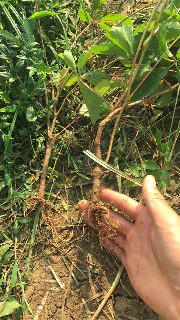 爬山虎生長習(xí)性