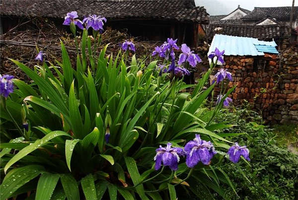 鳶尾花生長(zhǎng)習(xí)性