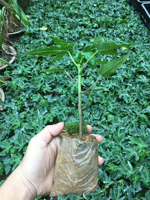 木瓜生長習(xí)性