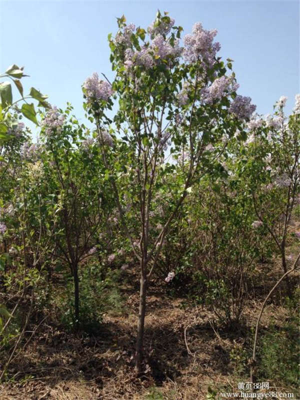 丁香花生長習性