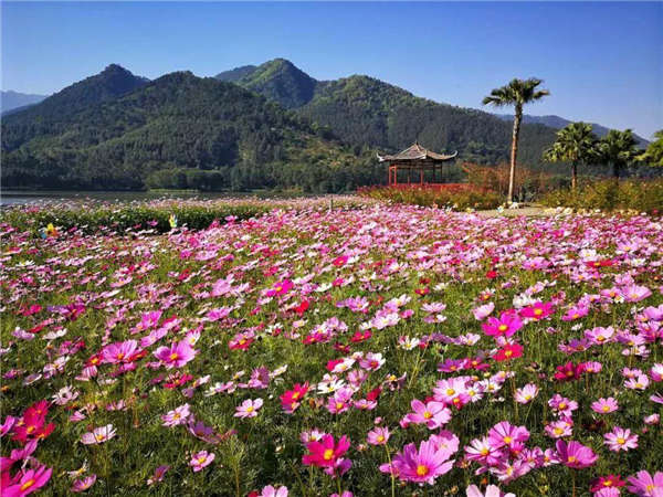 格桑花基本信息