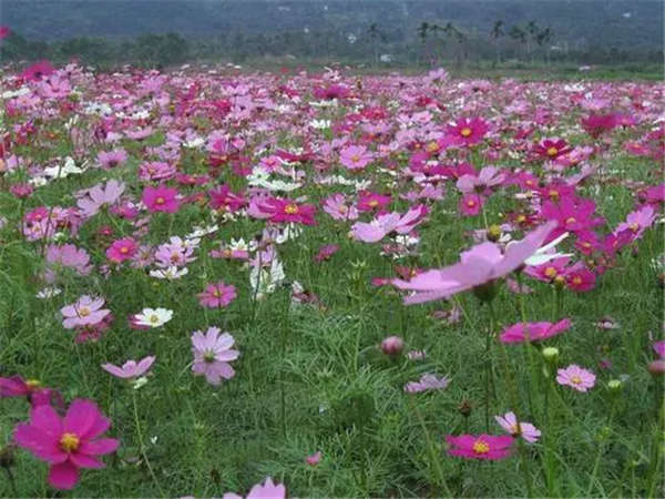 格桑花形態(tài)特征