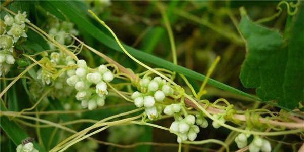 菟絲子形態(tài)特征