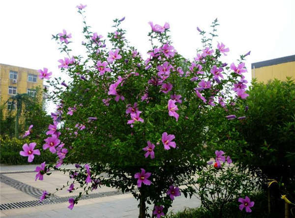 木槿花生長習(xí)性