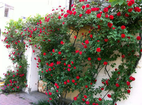 薔薇花產(chǎn)地價格