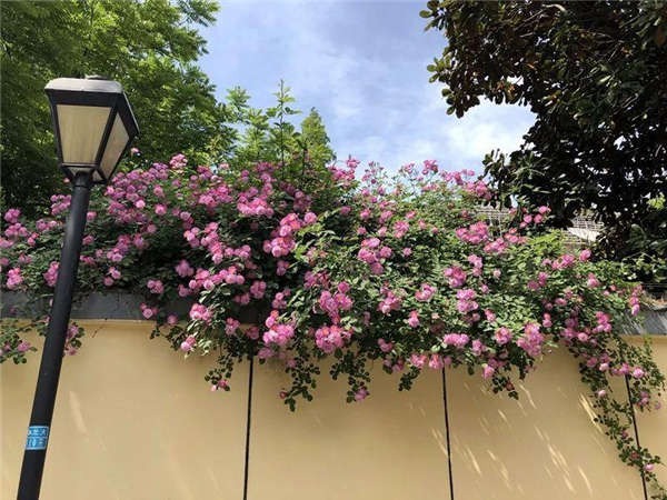 薔薇花生長習(xí)性