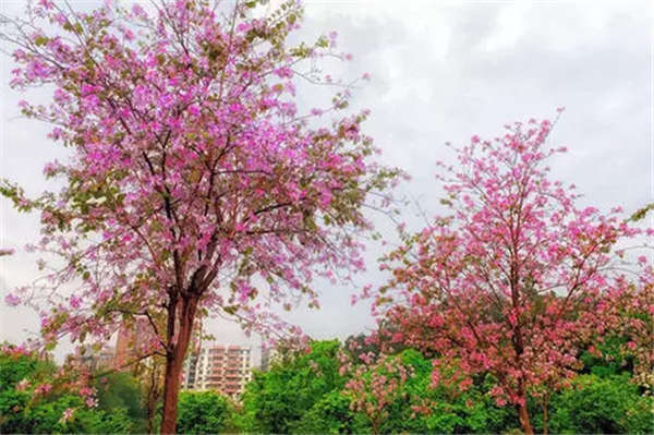 紫荊產(chǎn)地價(jià)格