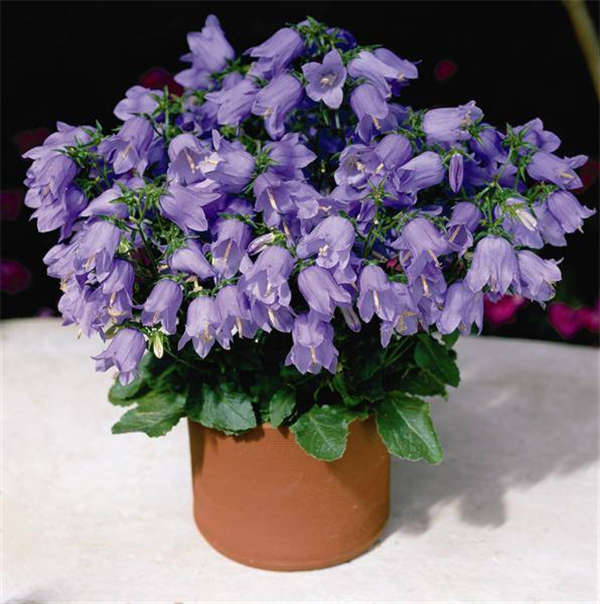 風鈴花基本信息