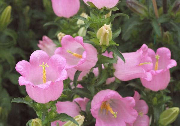 風鈴花產(chǎn)地價格