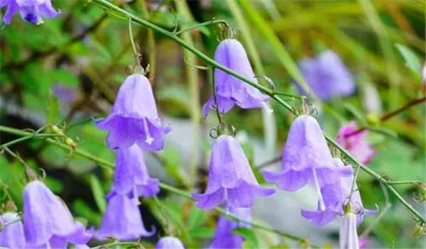 風鈴花形態(tài)特征