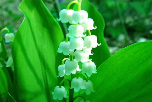 風鈴花生長習性