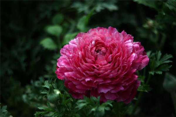 花毛茛生長(zhǎng)習(xí)性