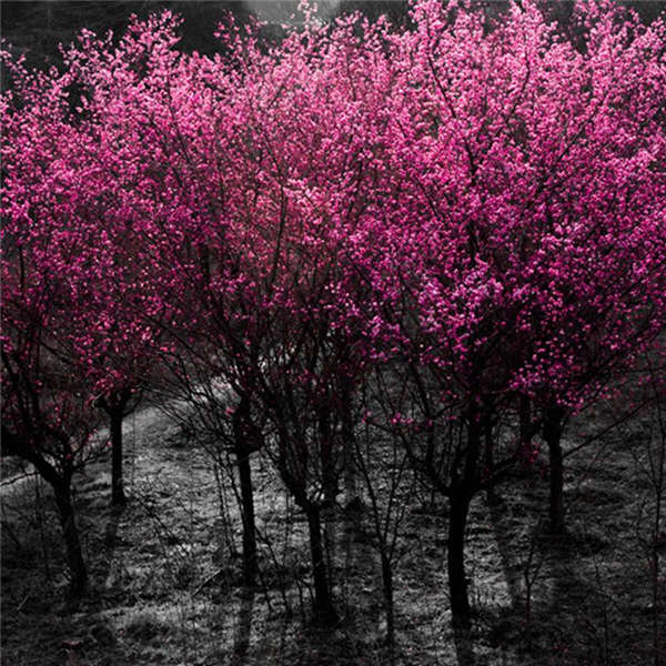 紅梅產(chǎn)地價(jià)格