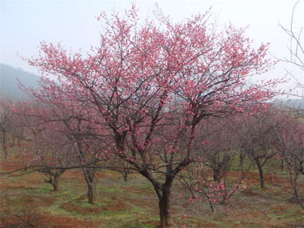 紅梅生長(zhǎng)習(xí)性