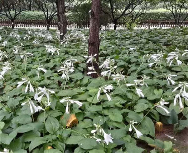 玉簪基本信息
