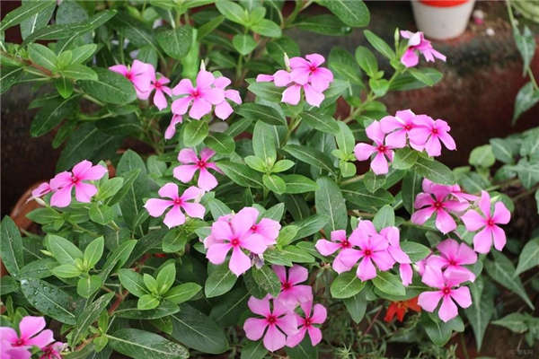 長春花基本信息