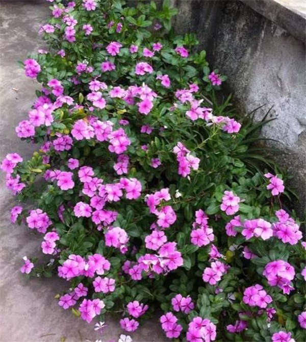 長春花形態(tài)特征