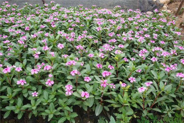 長春花生長習性