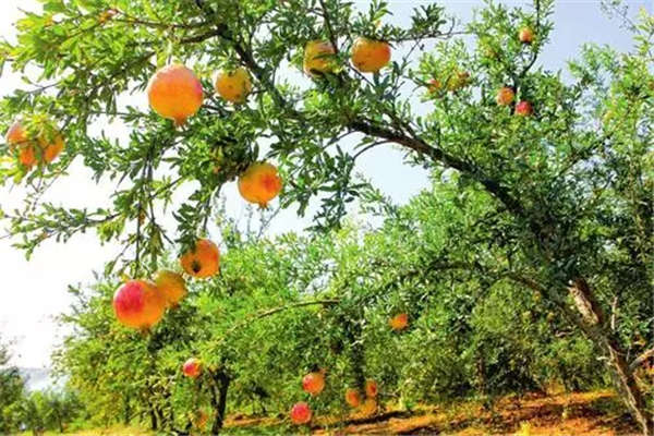 石榴花基本信息