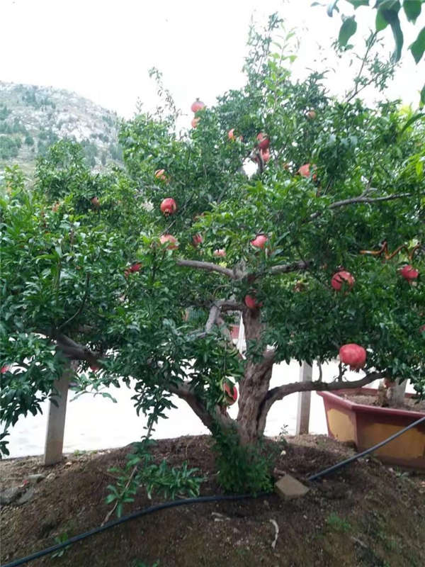 石榴花形態(tài)特征