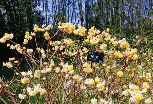 結香花形態(tài)特征