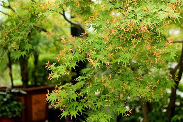 雞爪槭產(chǎn)地價格